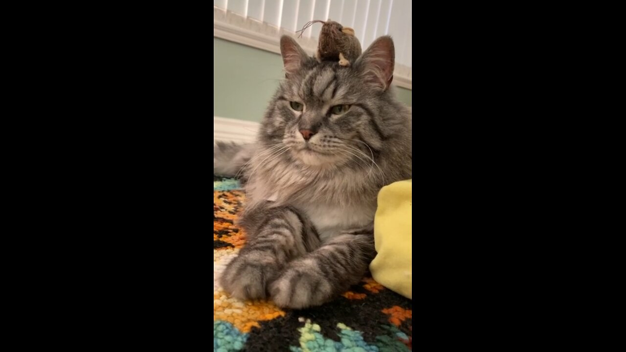 Fancy cat too lazy to care about mouse on his head