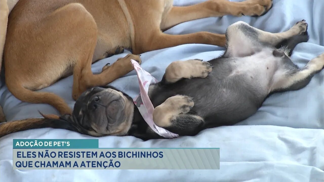 Adoção de Pet's: Eles Não Resistem aos Bichinhos que Chamam a Atenção.