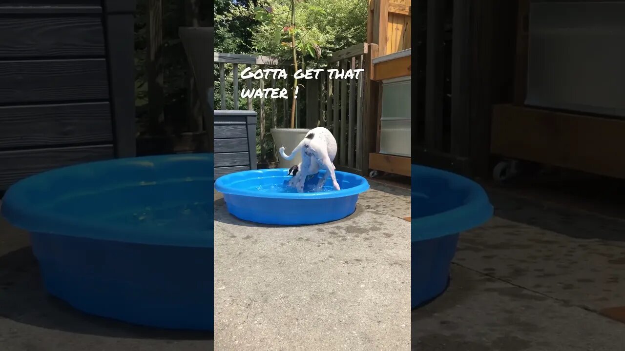 Dog vs Pool