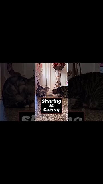 Sharing is Caring 😻