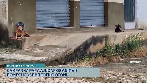 Nordeste Mineiro: Campanha para Ajudar os Animais Domésticos em Teófilo Otoni.