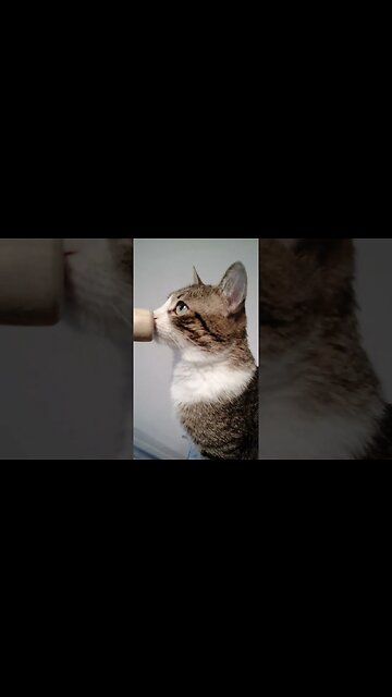 Rudolph Is a Curious Cat