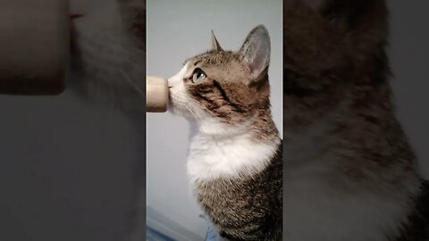 Rudolph Is a Curious Cat