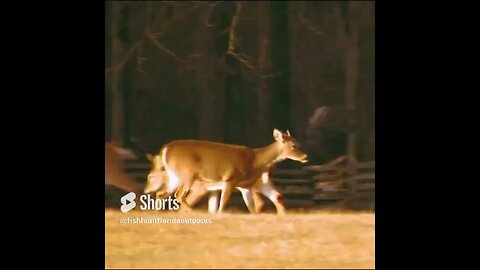 Spike Buck in the Herd