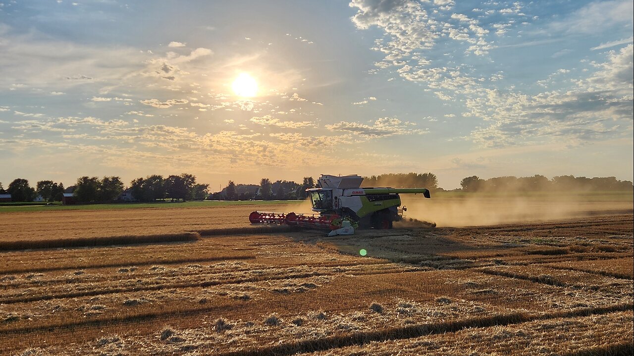 A Bird's Eye View of Harvesting Wheat and Planting Sunflowers