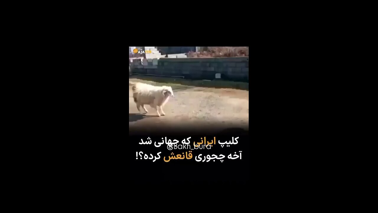 Iranian boy playing with sheep and ball