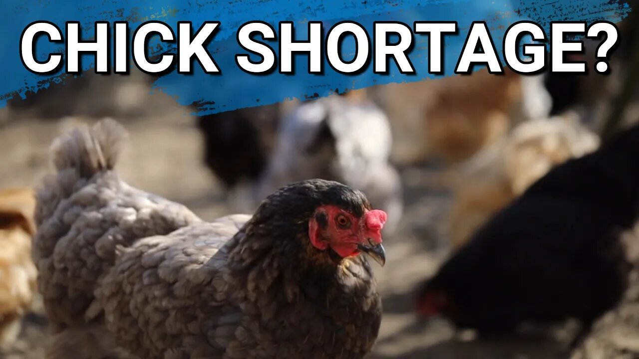 Chicks In High Demand | Chicken Math : Can Chickens Make You Money?