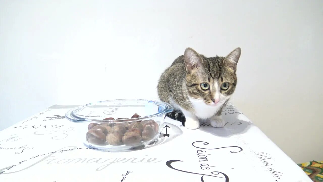 This Cute Cat Wants to Help Me Roast Some Chestnuts