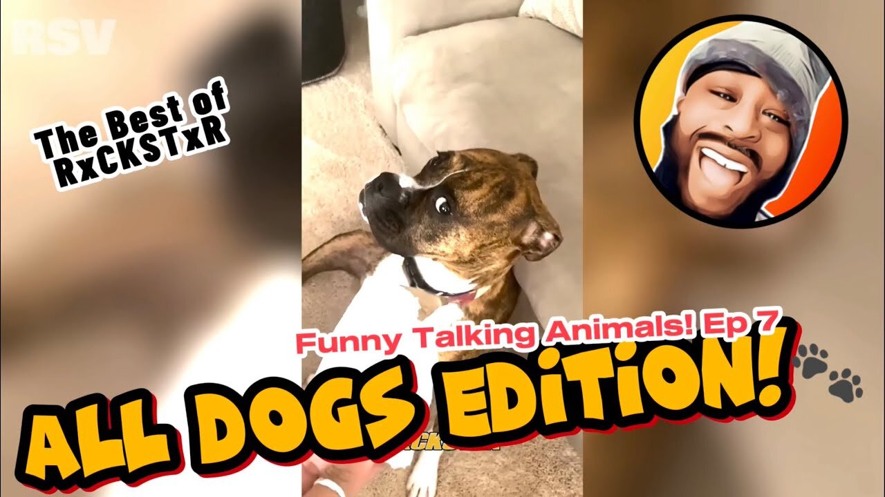 Best of RxCKSTxR 😂 Funny Talking Animal Voiceovers Compilation 😂