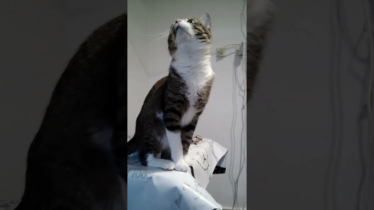 Cat Climbed on the Table #shorts