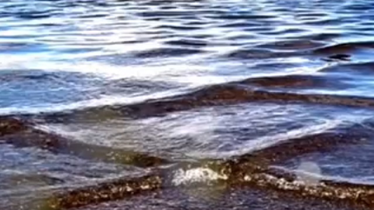 Are Nefarious Energy Waves Causing SQUARE WAVES and BIOLUMINESCENCE in Sarasota, Florida?