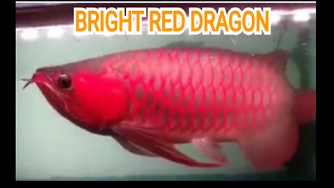 Super Red Arowana with dazzling bright red scales