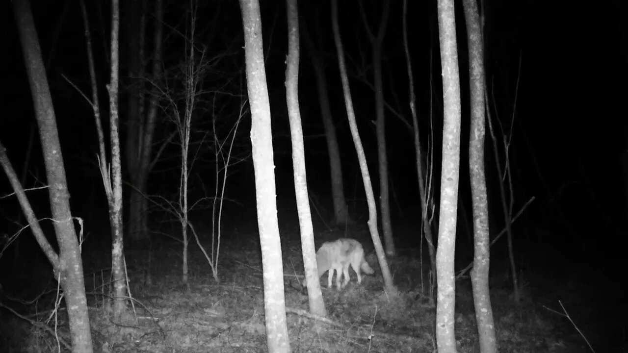 Injured Coyote caught peeing on trail cam