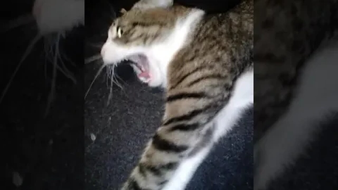Cute Yawning Cat