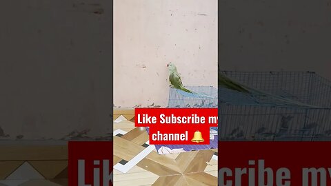 Parrot masti