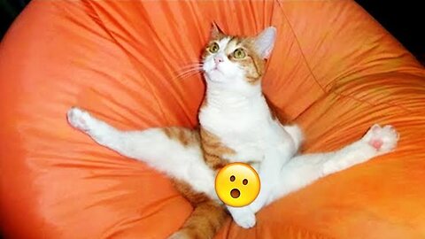 cat funny videos