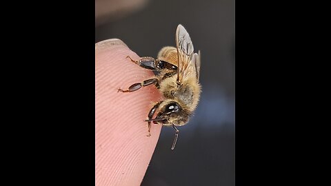 Honey Bee Behaviour