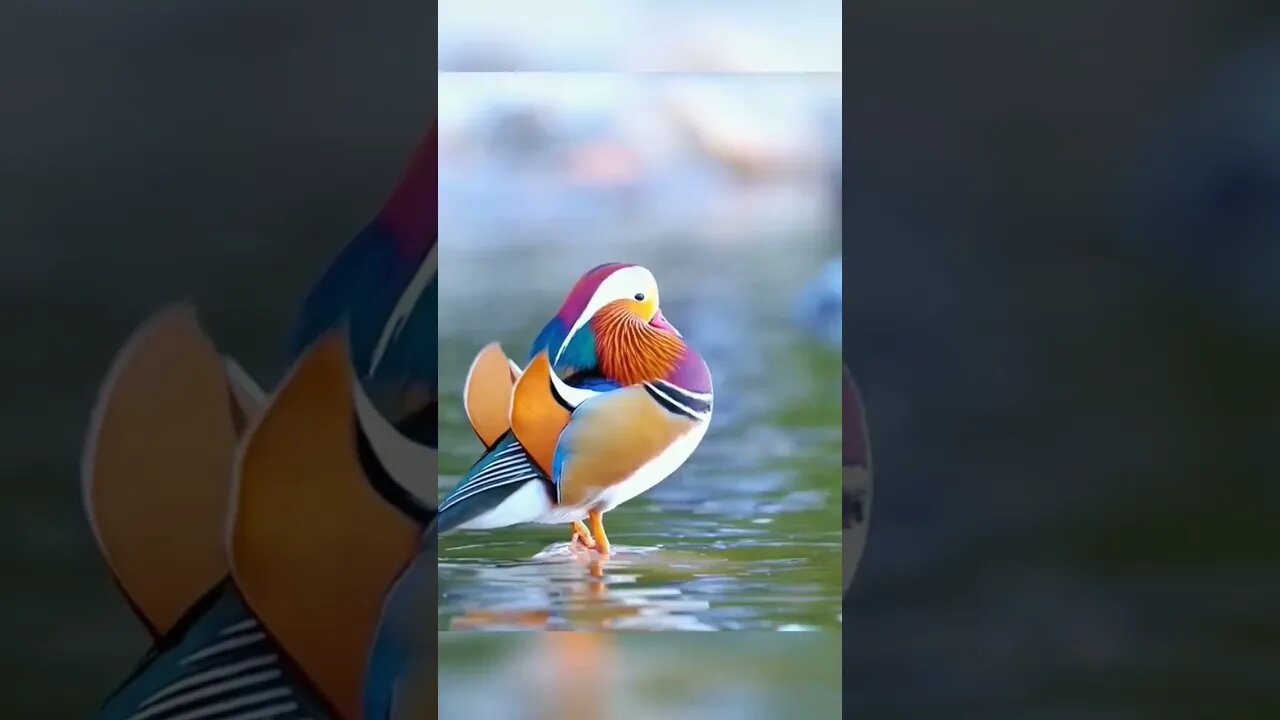 Burung Cantik