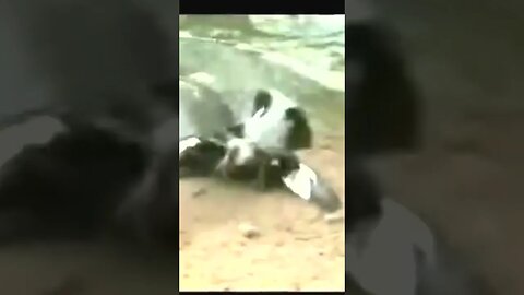 Tartaruga ataca pombo na beira do lago