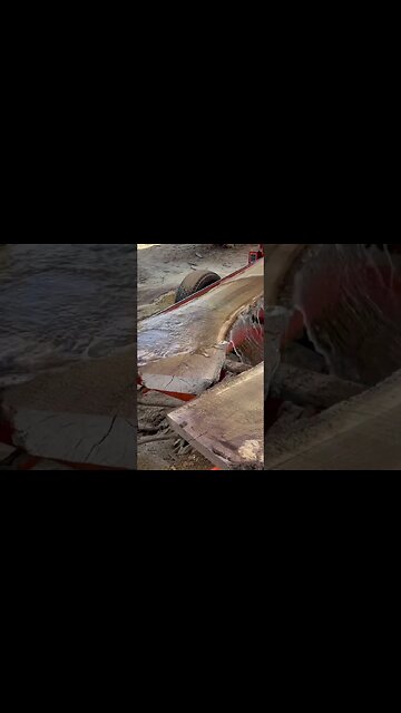 Perfect Crotch Walnut #shorts