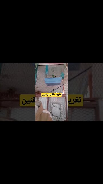 تغريد طائر أم قنين أو الحسون روعة