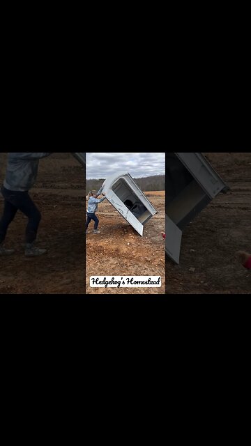 Roses are porter potty ￼blew over #hedgehogshomestead