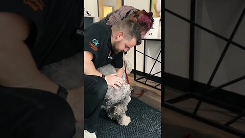 Sorry Man! (Dog gets chiropractic adjustment!)