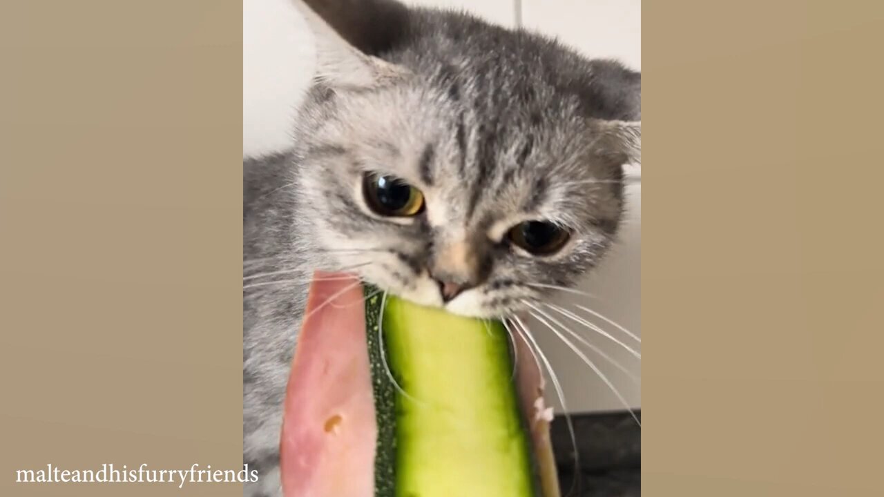 Funniest Cat ever 🤣🤣🤣 in 2024. Best Cat Moments..😅✌️😂