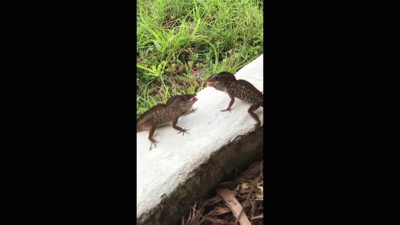 Epic Lizard Fight Scene