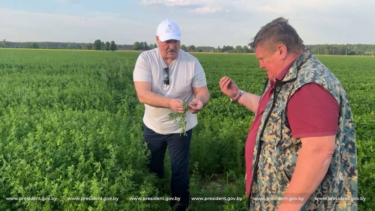 Łukaszenka osobiście obejrzał pola doświadczalne i podziękował rolnikom i naukowcom