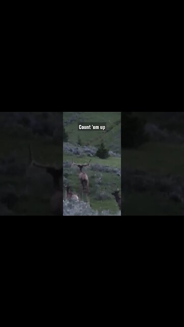 Count 'em up!! #elk #bullelk #elkhunting #shortsvideo #shortsfeed #hunting #wyoming #shorts