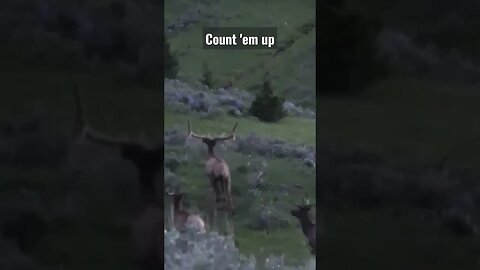 Count 'em up!! #elk #bullelk #elkhunting #shortsvideo #shortsfeed #hunting #wyoming #shorts