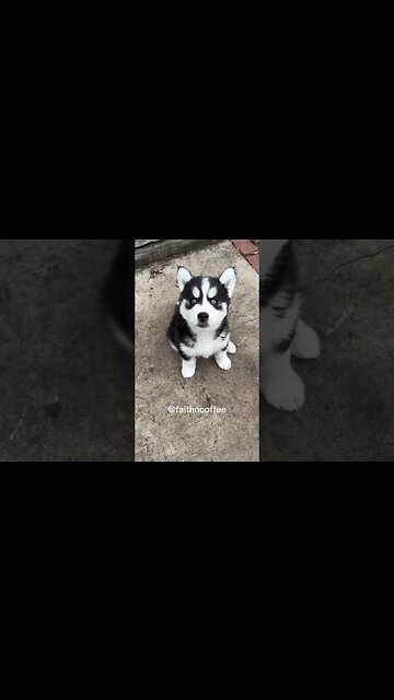 Young Husky Already Talking Back 🤣 😍#dog