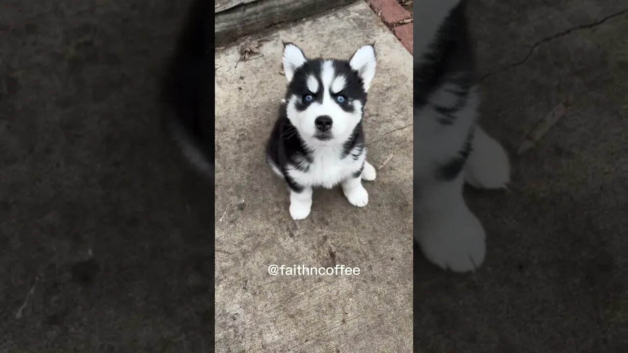 Young Husky Already Talking Back 🤣 😍#dog