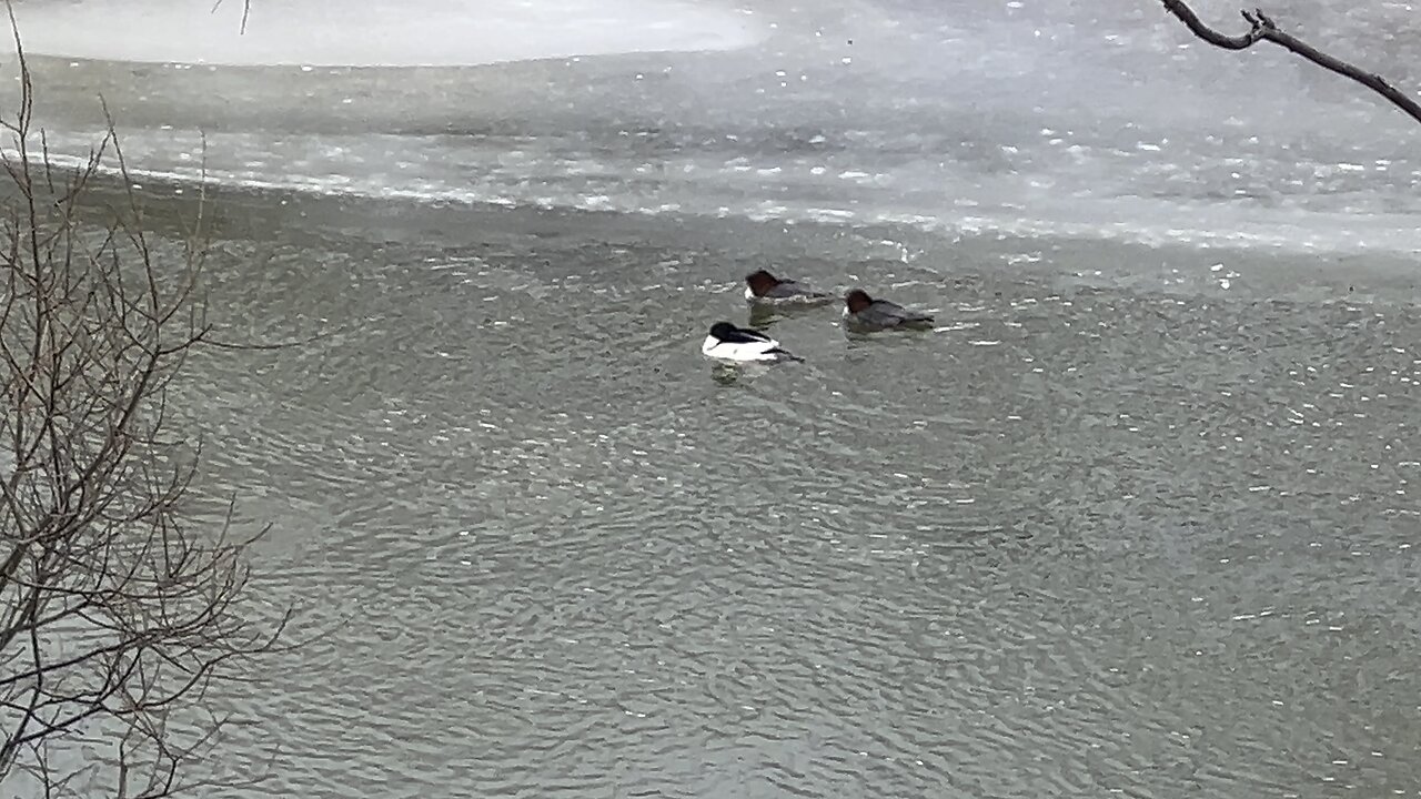 Mergansers floating in frozen Humber River