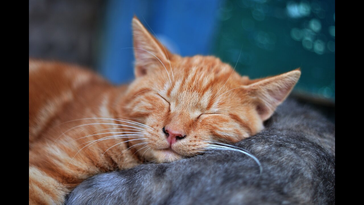 Brown cat is feeling sleepy.