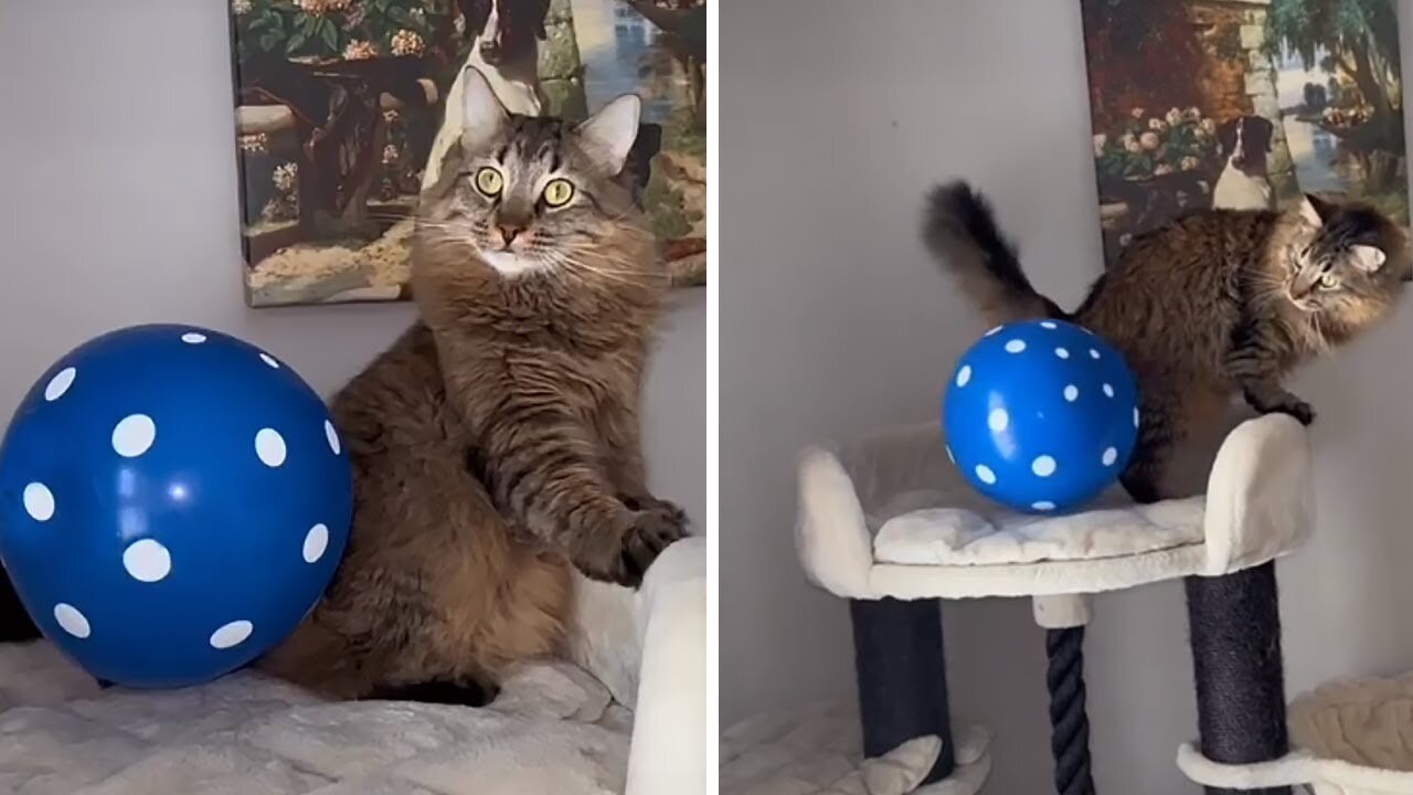 balloon sticks to cat through friction based electricity.. GOES WRONG