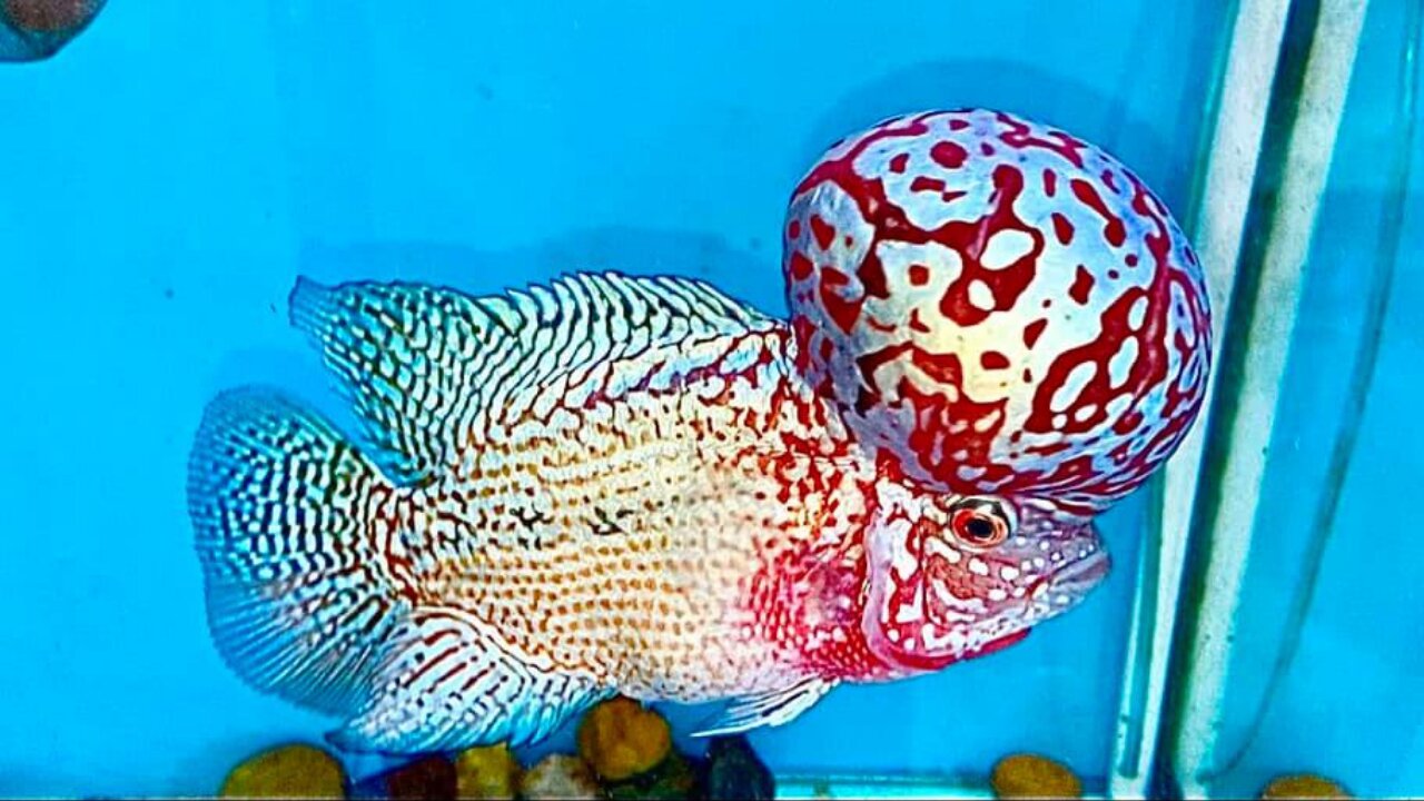 Flowerhorn kamfa with a rosy red color