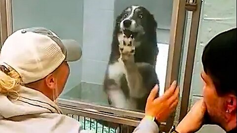 Super exited Lost Dog reunited with Owner!!