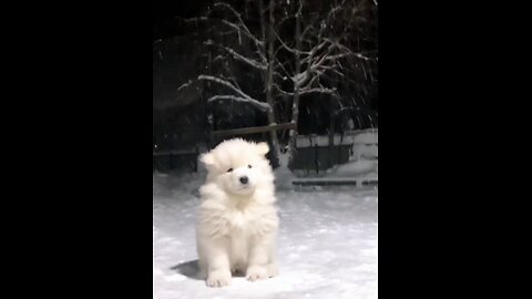 Lovely puppy in the snowy landscape.