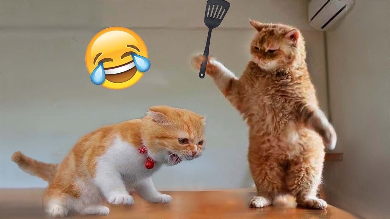 Funniest animals 😂🤣 New funny cats and dogs video😺🙀.