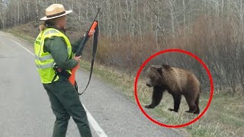 30 scariest bear encounters of the year