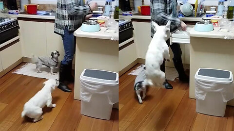 This dog can't stop jumping while is waiting for his food