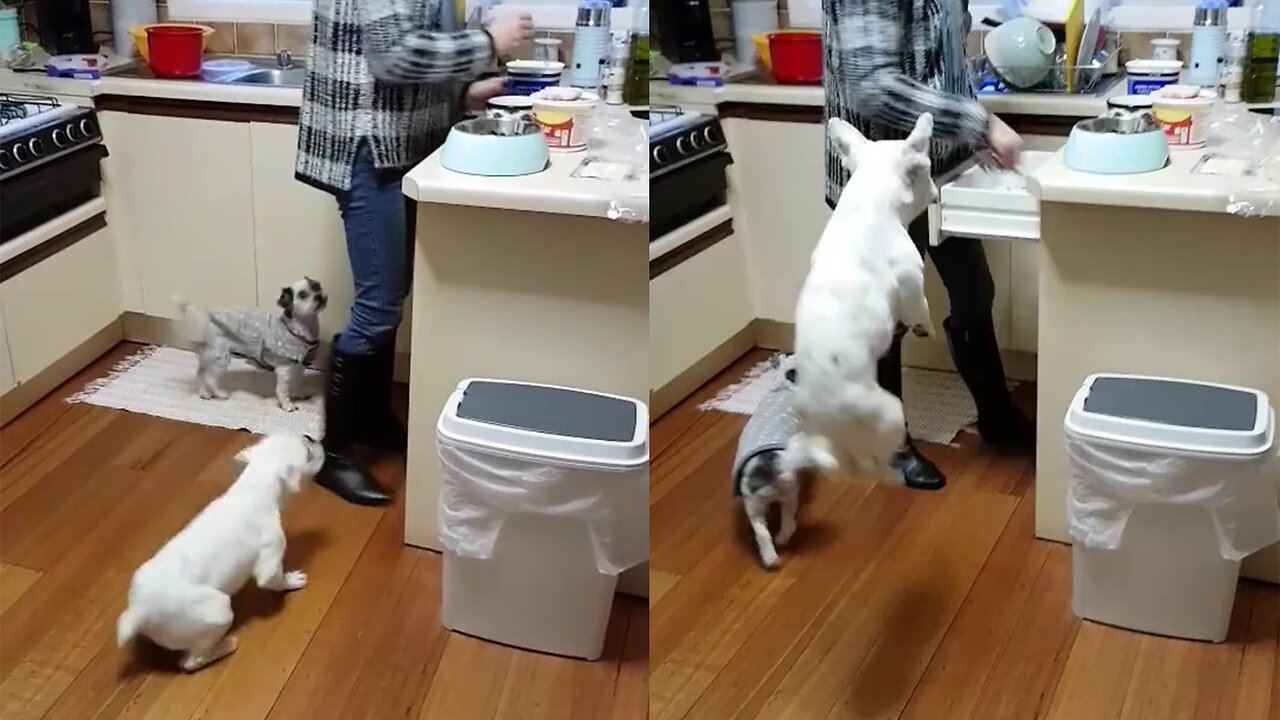 This dog can't stop jumping while is waiting for his food