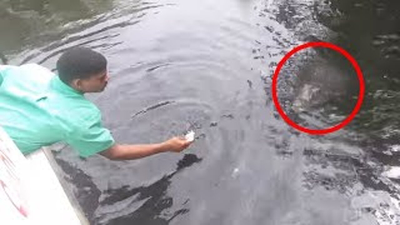 6 encounters with crocodiles that are better not to watch