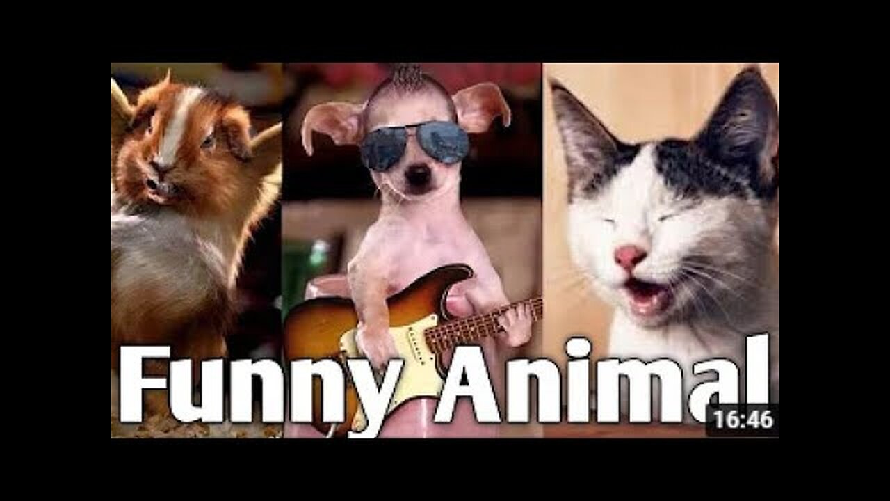 Best Funny Animal Videos 2023