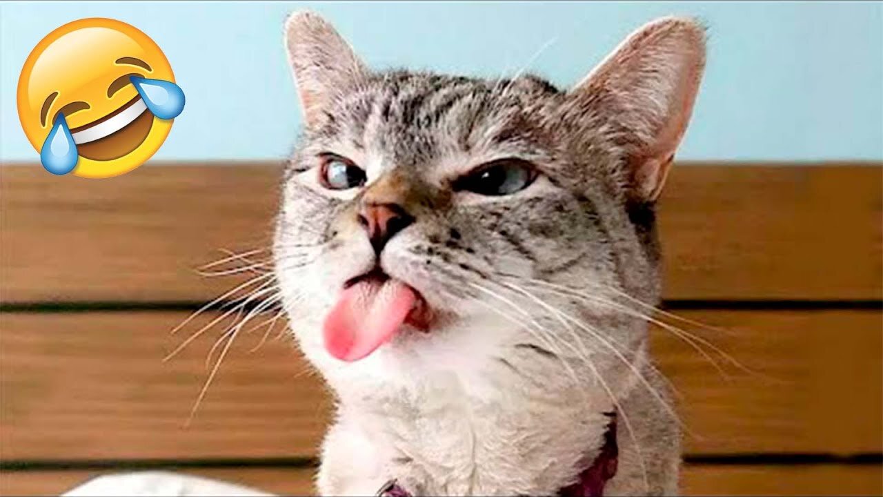 New Funniest Cats and Dogs 🐶🐱 | Funny Animal Videos