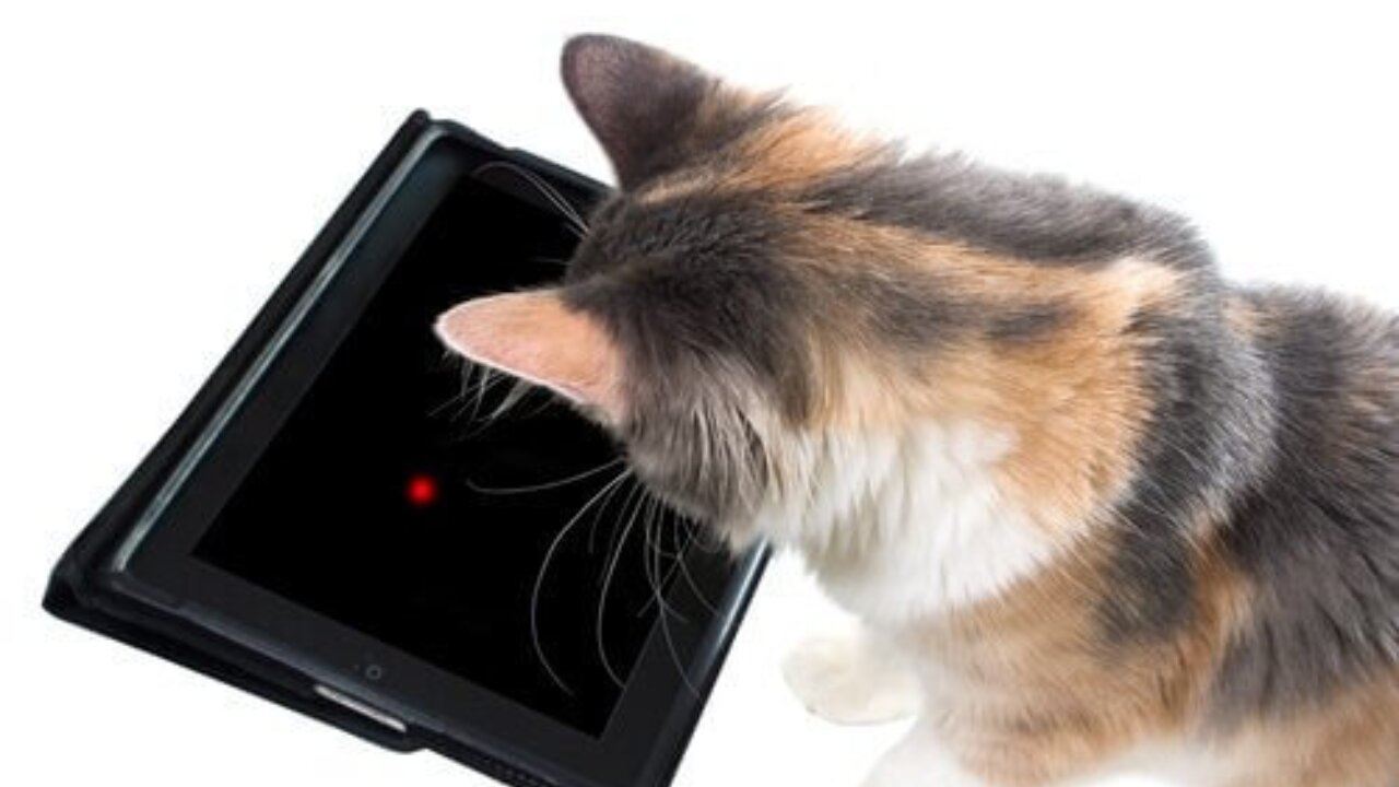 Cats playing with tablet 😻