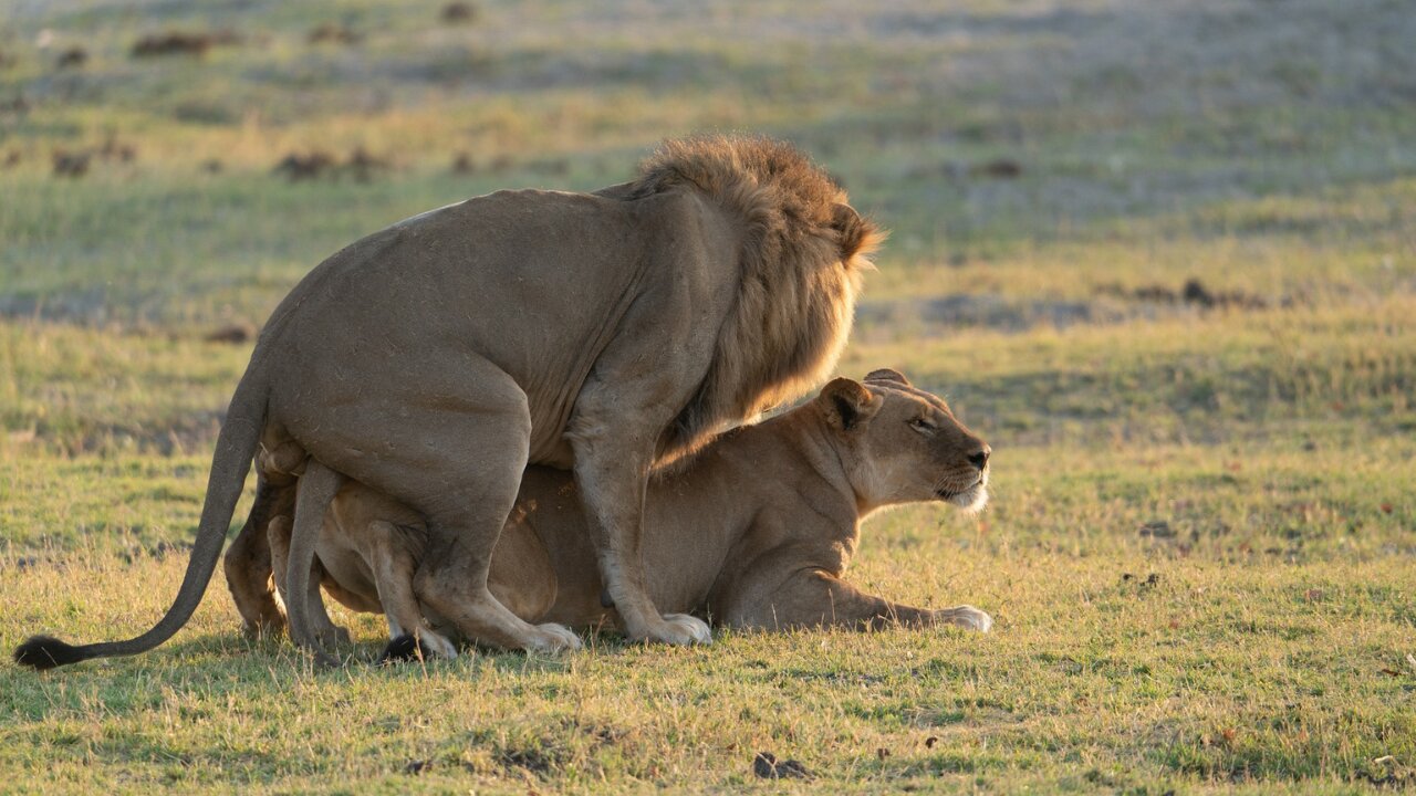 Behavior of Lion After Mating 100 Times a day