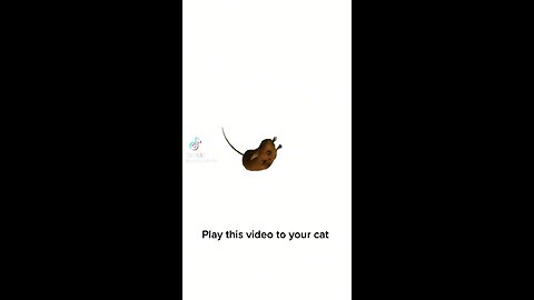 Play This Video to Your Cat and See what it does 😂